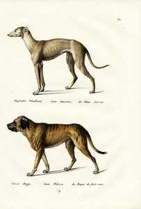 グレイハウンド（1824年） 作： Karl Joseph Brodtmann